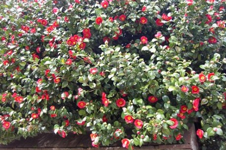 Blooming Camellias in Tuscany