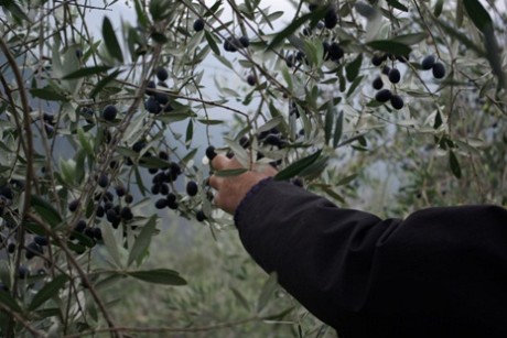 Trüffeln und Oliven für Geniesser